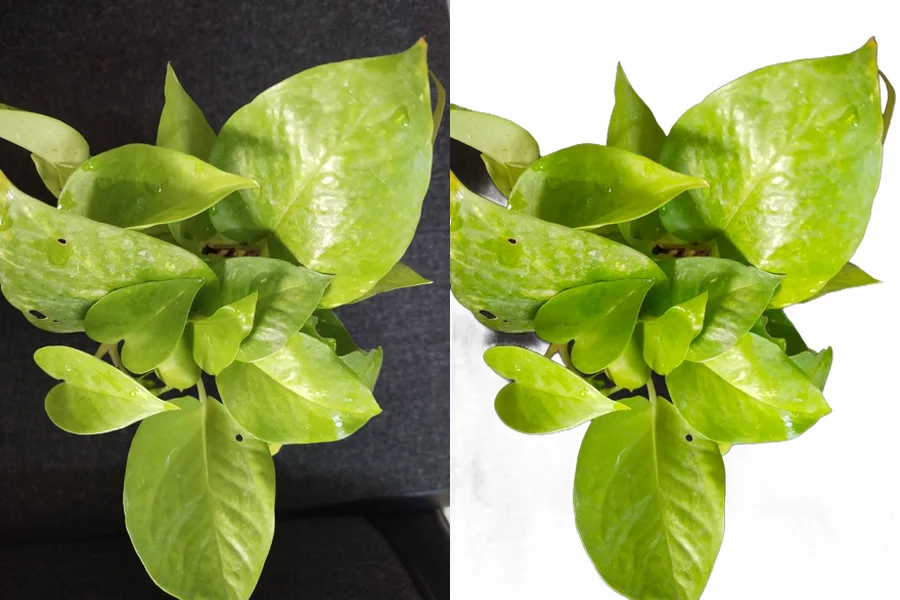 A houseplant photo: on the left the original with a wooden background, on the right the background removed and placed on white